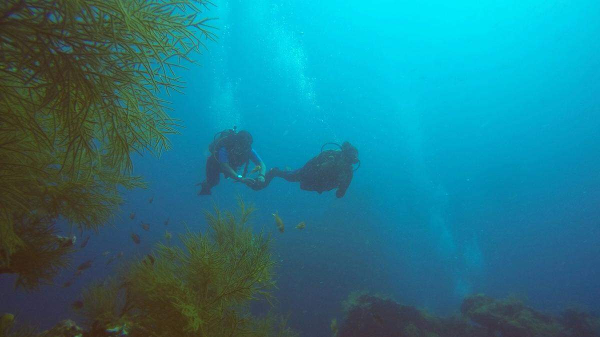 Divers off the coast of the Andaman Islands in the Indian Ocean spotted an ocean creature stopping for a meal.