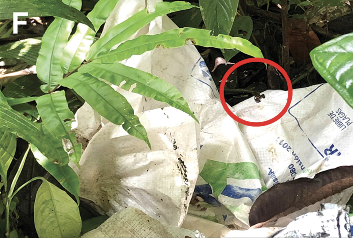 The tiny frogs were found among the garbage in the forested areas.