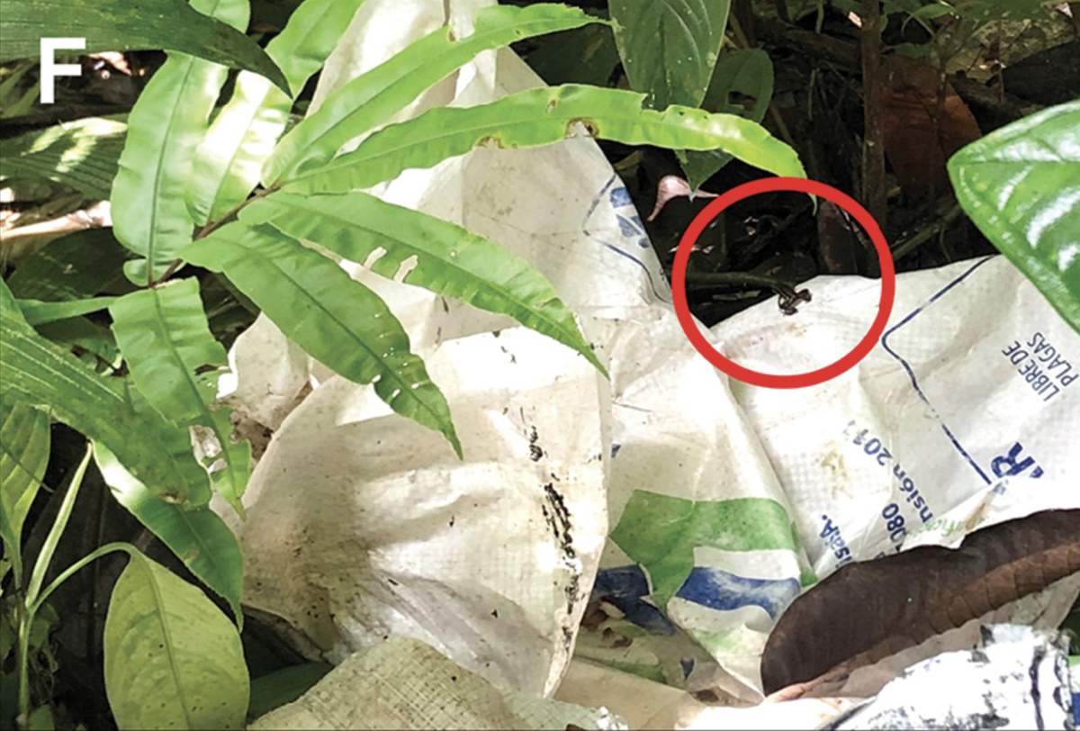 The tiny frogs were found among the garbage in the forested areas.