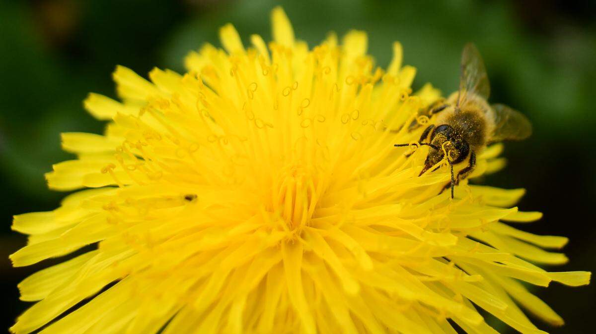 bee on dandelion in moscow
