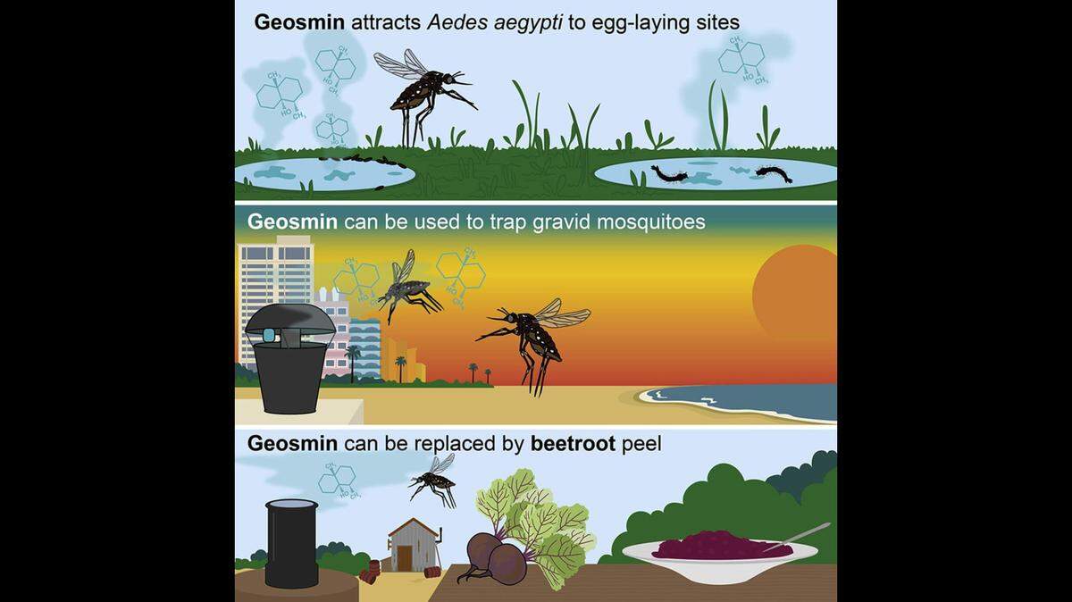 Scientists from Florida International University, Lund University and the University of Washington teamed for a study to bait and kill mosquitoes using one of the Earth’s most common scents, geosmin, FIU said.
