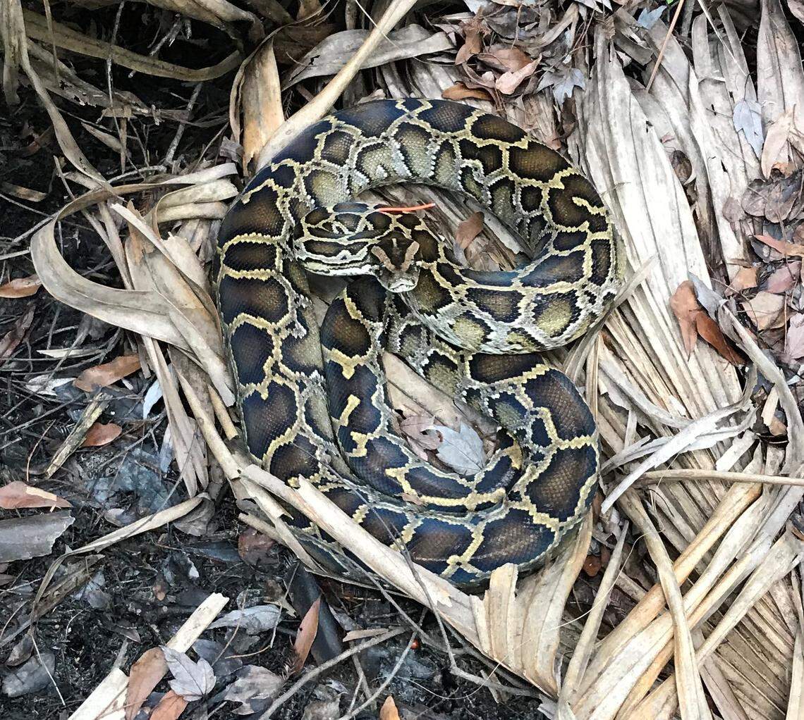 Scientists are marking study pythons with bright orange tags to prevent hunters from killing them