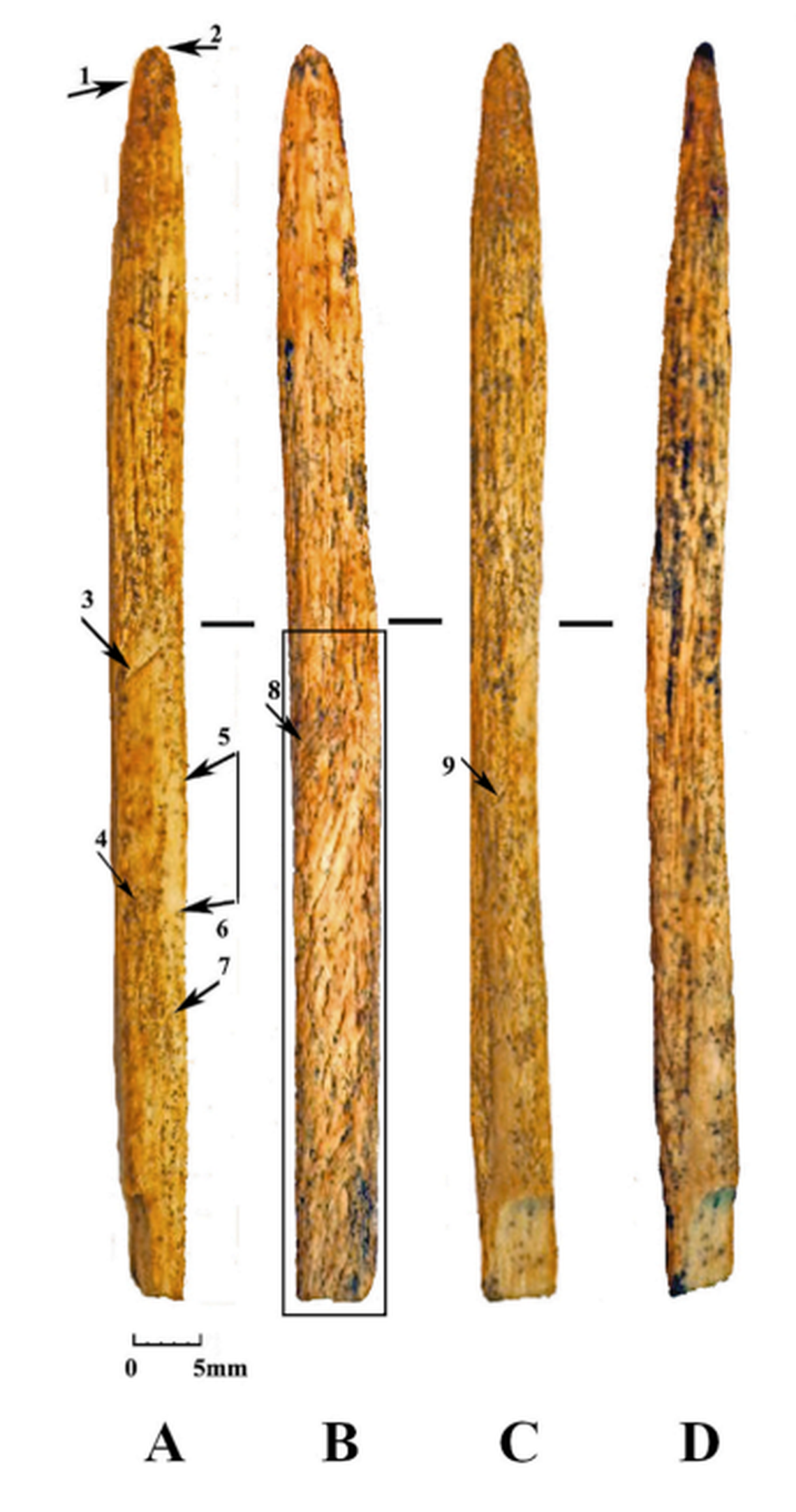 The “unique pointy bone” was found in a Neanderthal cave in southwestern Russia.