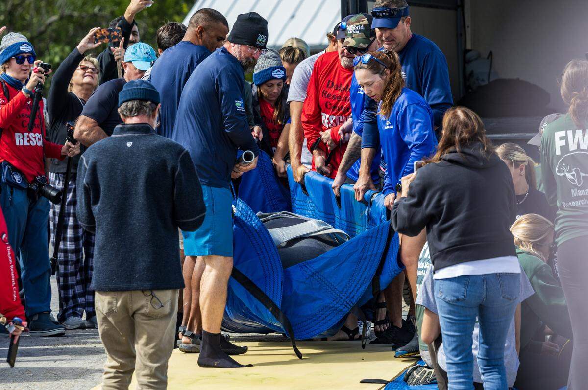 SeaWorld Orlando staff and biologists and volunteers with the Florida Fish and Wildlife Conservation Commission take down deliver a manatee and her calf back to the wild at John Pennekamp Coral Reef State Park in Key Largo. The pair was rescued from the Keys in May 2025 because the mother was badly tangled in fishing line. They were rehabilitated at SeaWorld, on Wednesday, January 28, 2026.