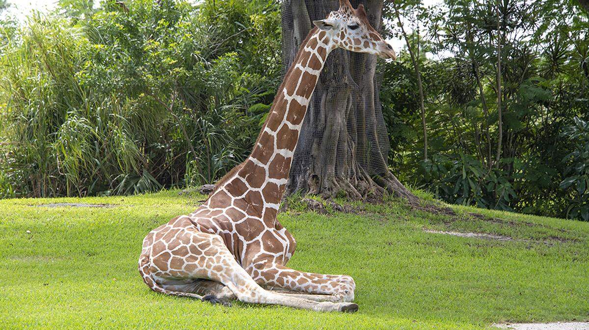 Zoo Miami on Friday announced that it is donating $10,000 to help zoos in Ukraine continue to care for their animals and staff during Russia’s invasion.