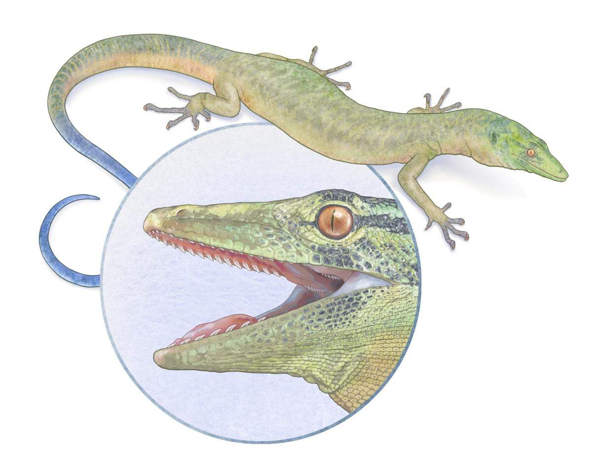 The prehistoric animal has a lizard-like body but a snake-like jaw.