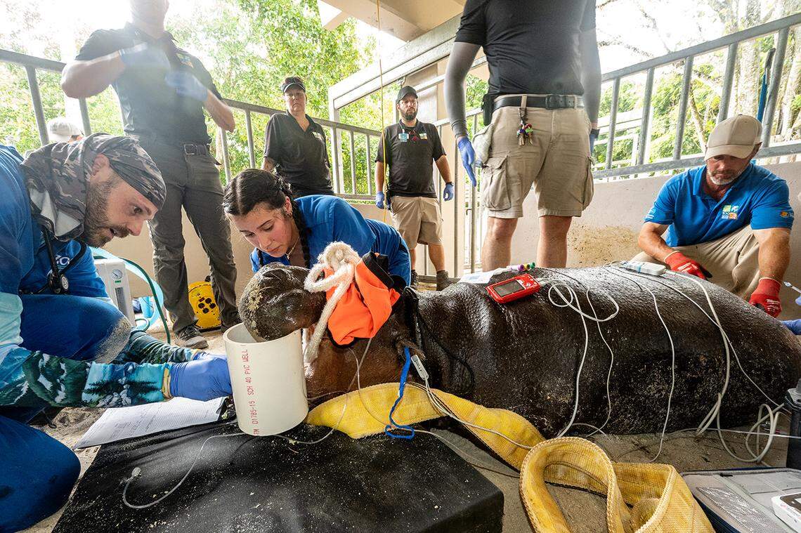 Veterinary Technicians, Nolan Keeton and Dianna Gutierrez, monitor Aubergine’s vitals while under anesthesia