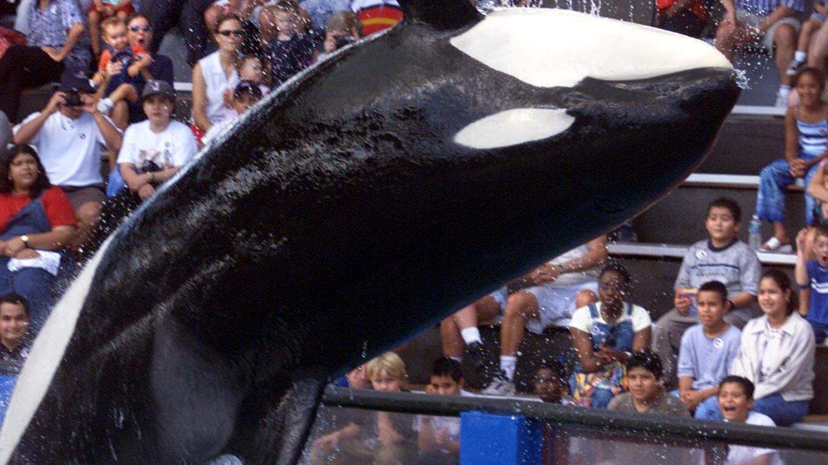 Lolita actúa en el Miami Seaquarium en 2000. La orca murió el 18 de agosto de insuficiencia renal y vejez.