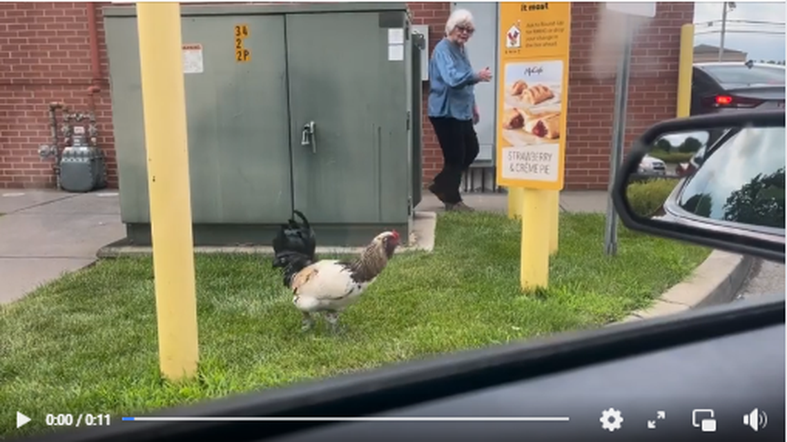 Tammy Lyn posted video of the rooster, showing a woman trying and failing to catch it at a McDonald’s drive-thru.