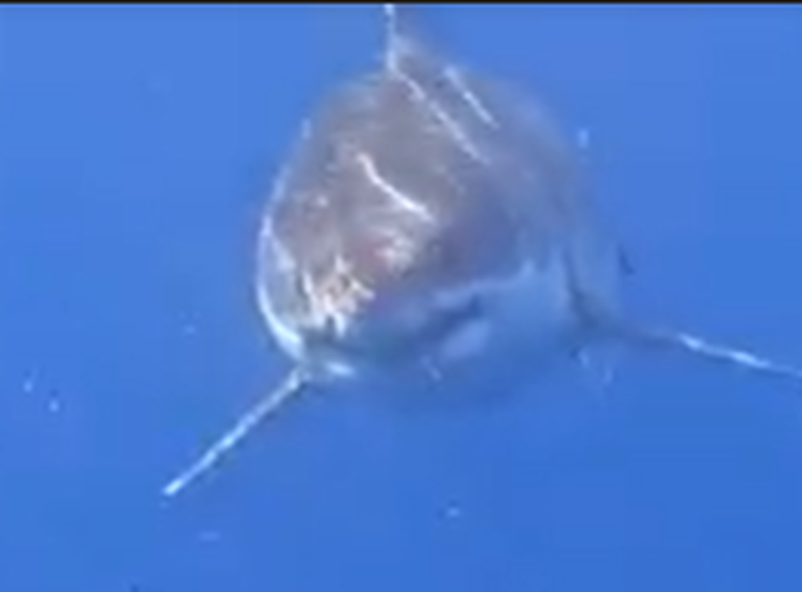 A large great white shark swims toward a fishing boat off the Florida Keys Monday, Aug. 15, 2022.