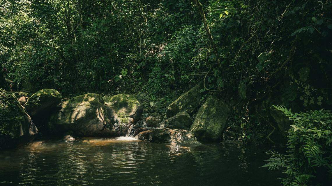 In forests, caves and rivers around the world, new species lurk in the shadows.
