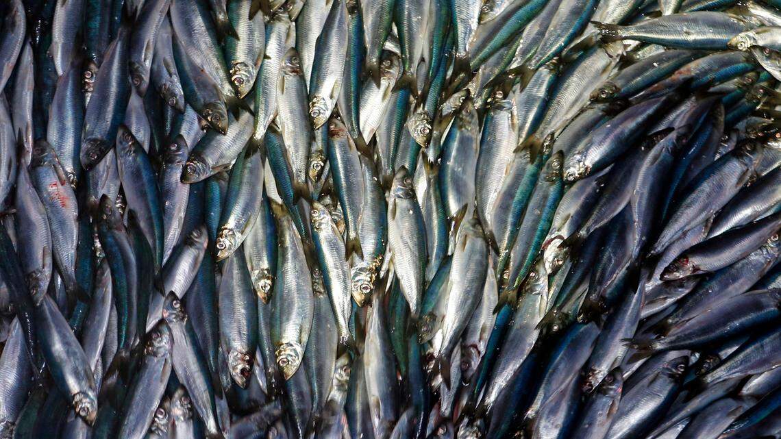 Fishermen illegally sold 2.6 million pounds of Atlantic herring, feds say