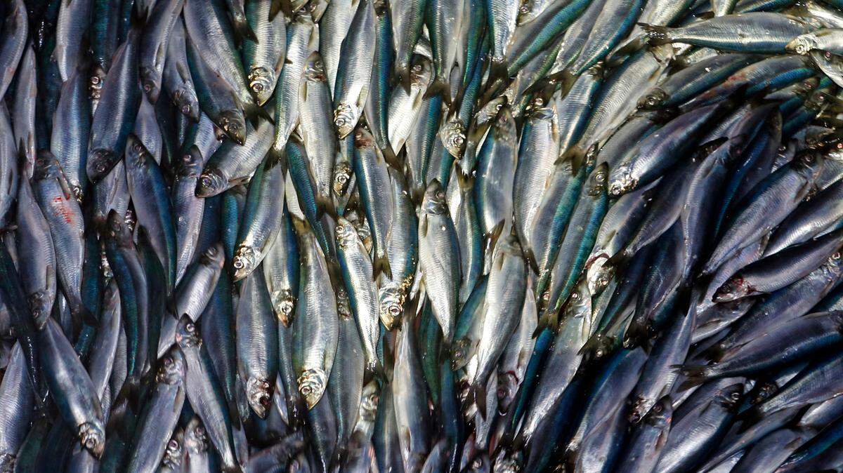 Five fishermen from Maine and one from New Hampshire are charged with not reporting 2.6 million pounds of Atlantic Herring sold to the NOAA, officials said.