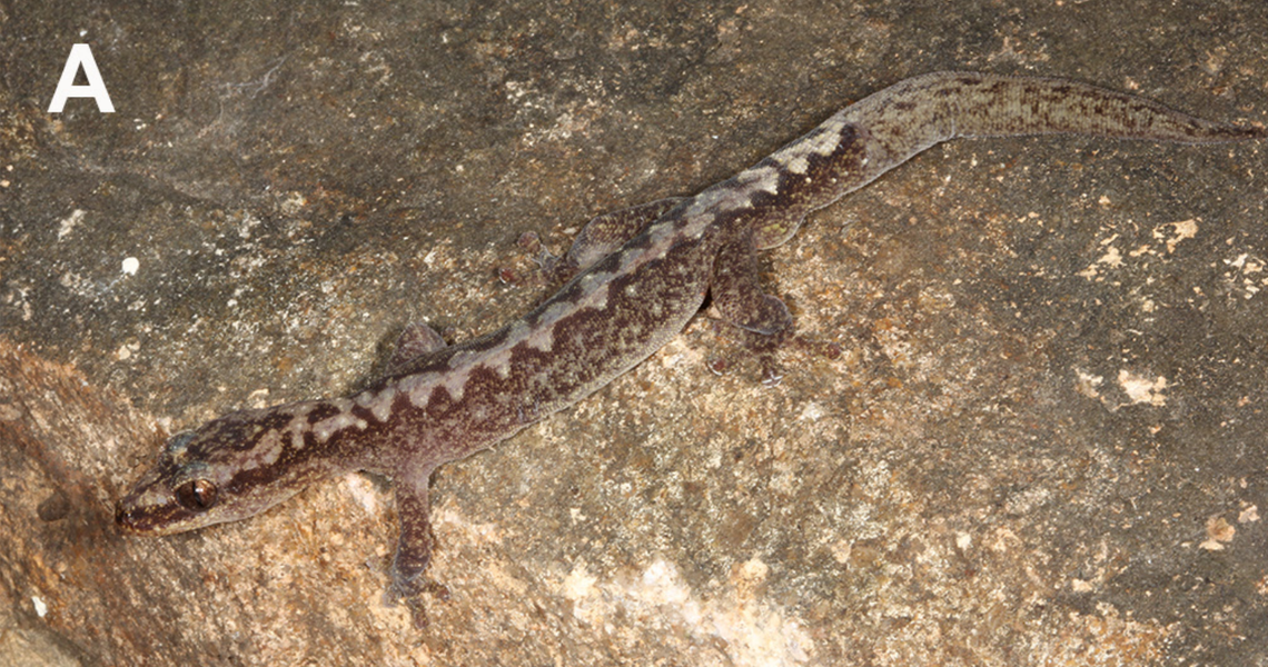 An Amalosia nebula, or upland zigzag gecko, perched on a rock.