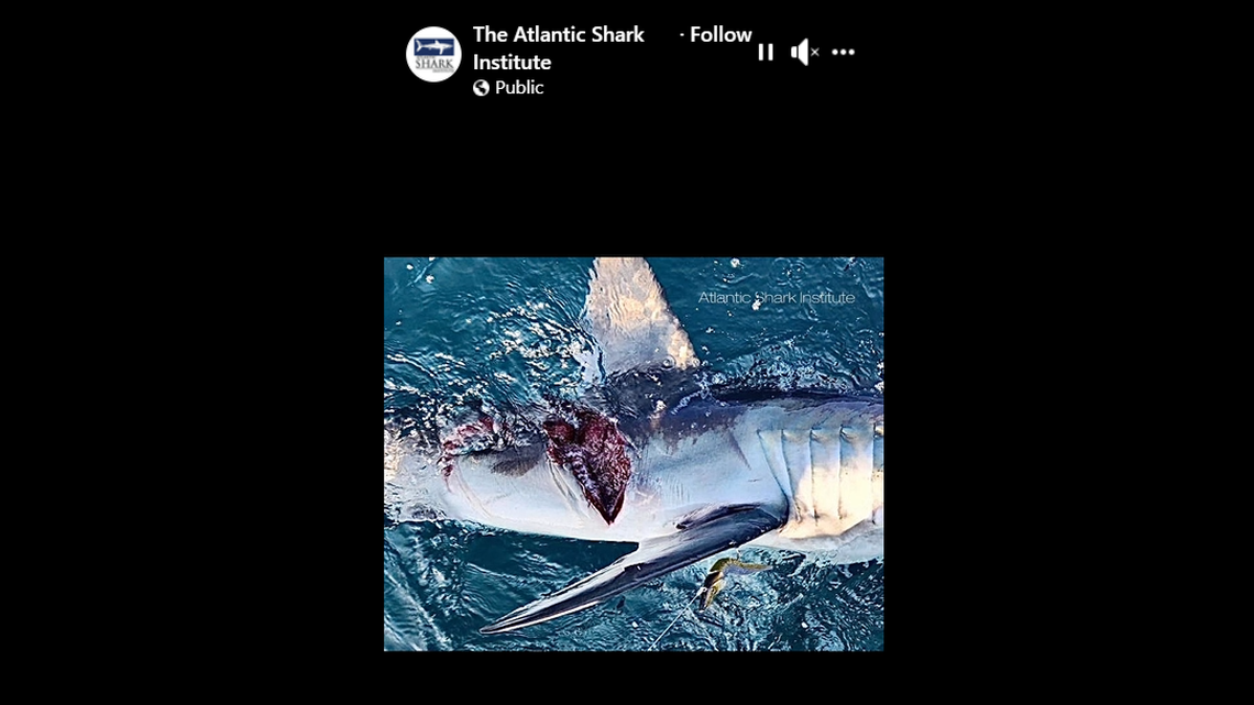 The wound shows the attacker “grasped the smaller shark” and started shaking it, officials said.