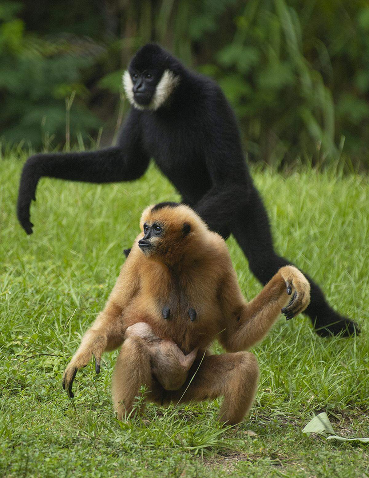 A newborn white-cheeked gibbon made its public debut on Wednesday, Sept. 8, 2021, at Zoo Miami alongside parents Millie and Cuong.