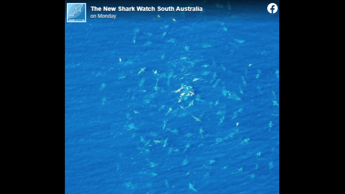 It is suspected the hundreds of sharks may have been feasting on southern bluefin tuna.