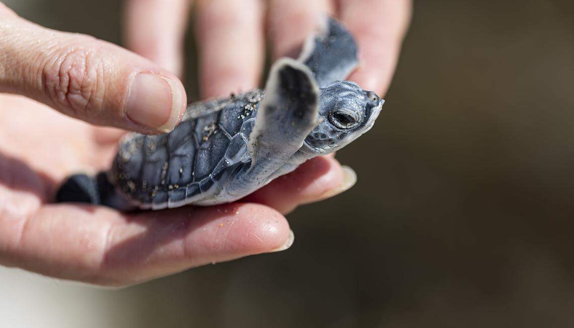 Sarah Rhodes-Ondi, a Sea Turtle Conservancy community stewardship coordinator with the Barrier Island Sanctuary, holds a green sea turtle hatchling she found while surveying the coast on Wednesday, Oct. 15, 2025, in Melbourne Beach, Fla. (Photo taken under FWC permit MTP-25009)