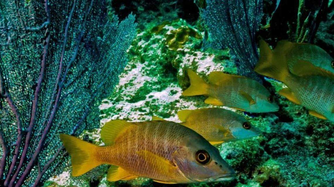 Indian tourist dies in scuba diving incident in Florida Keys, sheriff’s office says