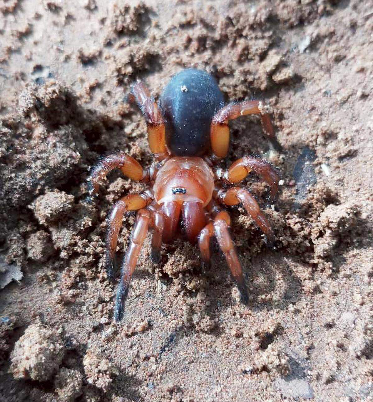 Females of the new species are dark and orange.