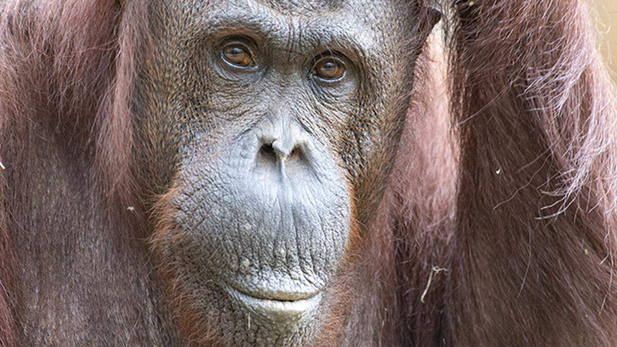 Kumang, una orangután del Zoo Miami, murió el 24 de septiembre de 2021 tras una intervención dental.