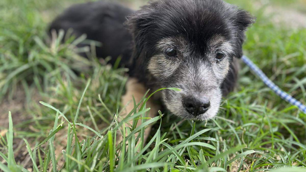 ”Larry A2470488 is a small senior dog who is looking for a loving home that can provide him with the care he needs to thrive in his golden years. This loving 9-year-old is a little shy, has difficulty walking due to his age and needs a little extra patience and care. If you’re interested in providing a loving home for Larry and giving him the care he needs, please consider adopting him today! “