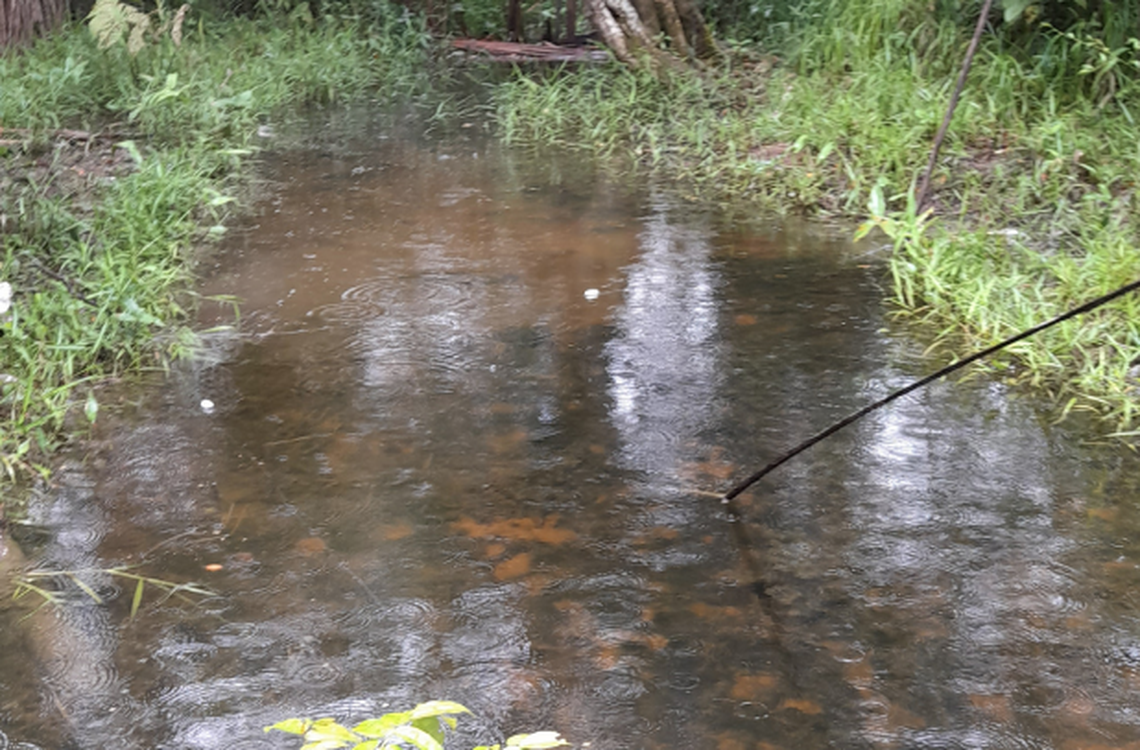 In shallow murkey water in Colombia, a miniature creature appeared with a mysterious skin flap, researchers said.