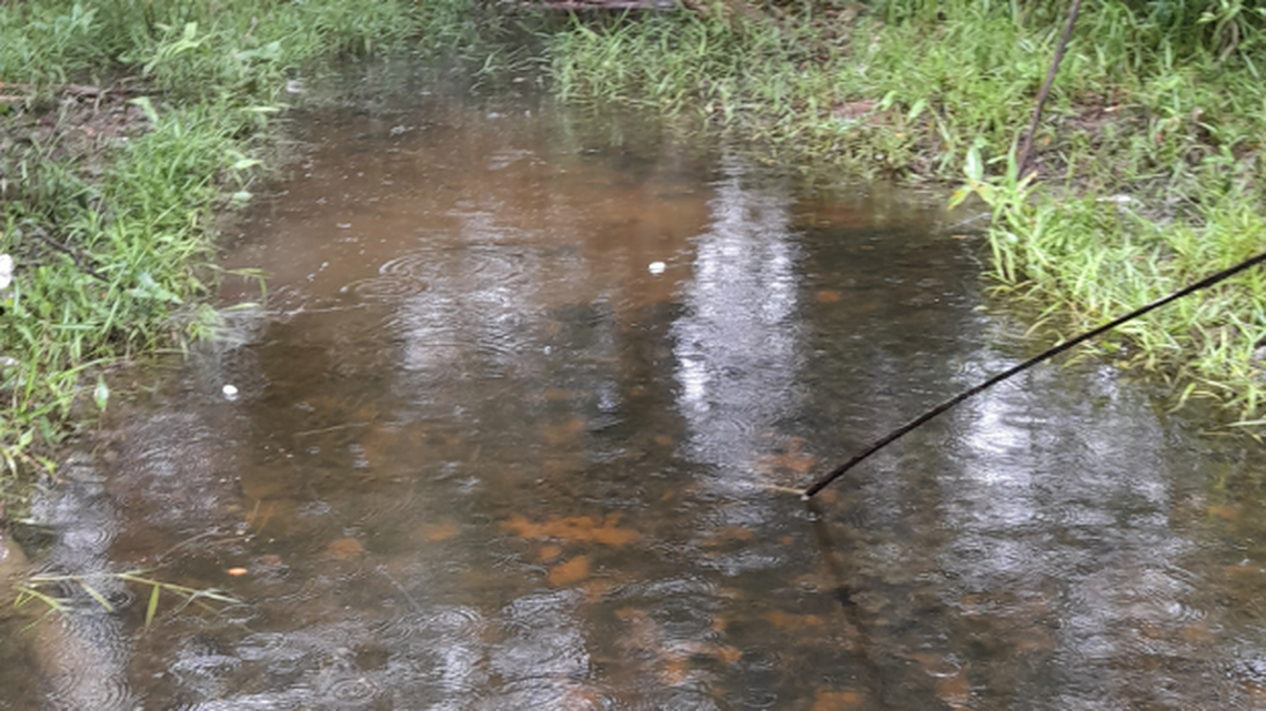 In shallow murkey water in Colombia, a miniature creature appeared with a mysterious skin flap, researchers said.