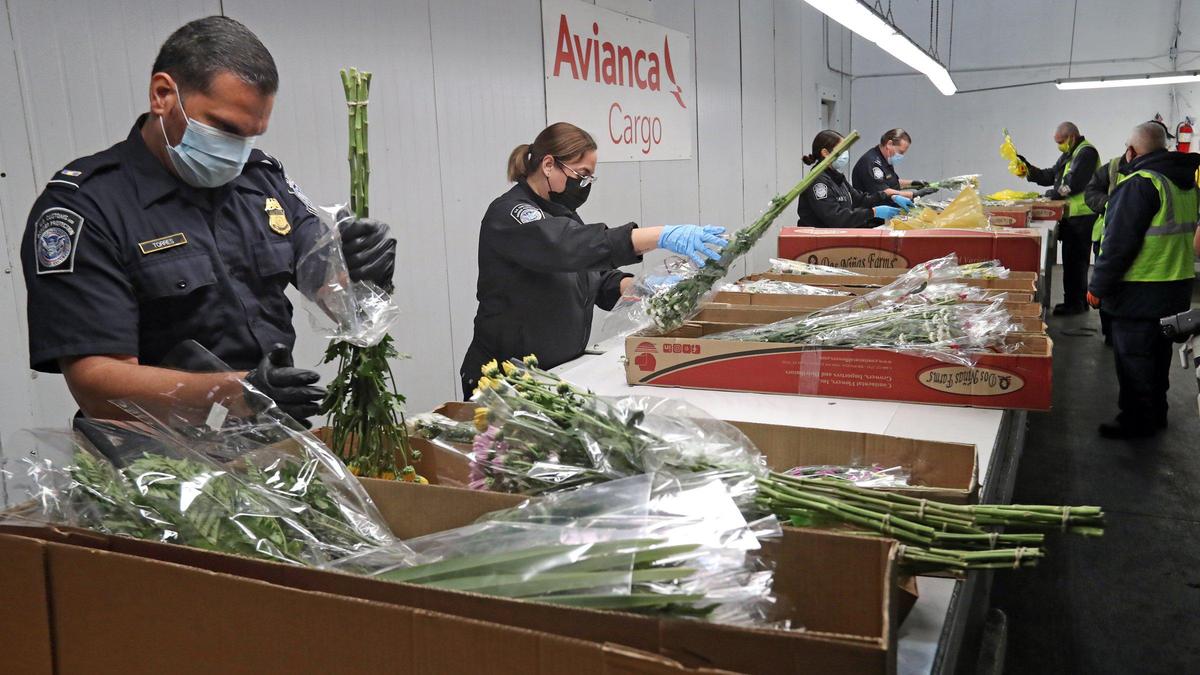 Agriculture Specialist with U.S. Customs and Border Protection inspect imported flowers from Ecuador for harmful pests at Miami International Airport on Thursday, February 11, 2021 as final shipments arrive for Valentines Day. MIA receives 89 percent of all U.S. flower imports by air a total of 240,162 tons valued at $1.1 billion in 2019. In 2020, the peak season from January 1 to February 15 alone brought 1.1 billion stems through MIA. Despite the pandemic, MIA expects a similar number of imports this year.