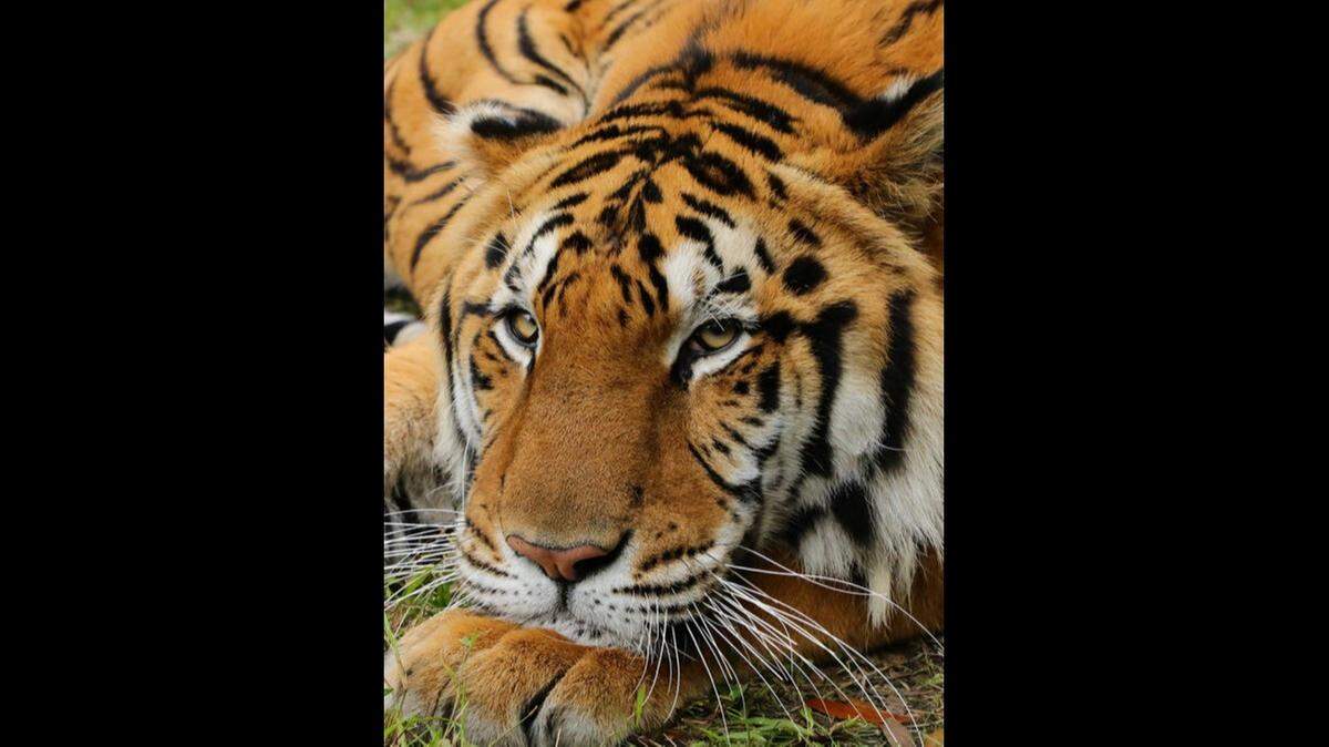 Adult Bengal tiger Kimba was one of three abused circus tigers that were taken to Big Cat Rescue last year after being rescued from Guatemala as part of an animal-rights group’s “Operation Liberty.”
