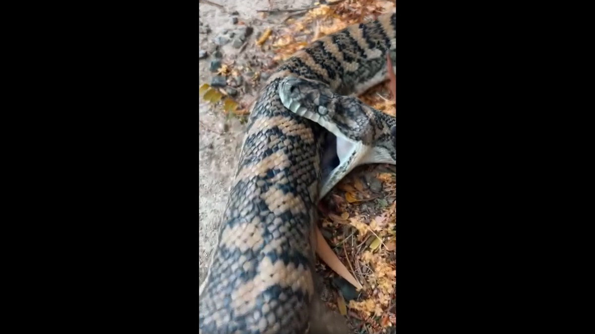 A caller reported seeing this python biting itself repeatedly on the side of the road in Australia. It died in mid bite, photos show.