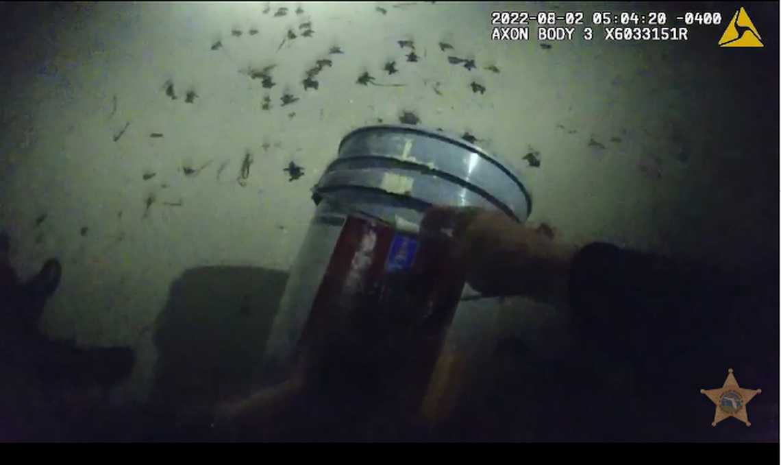 Deputies brought the turtles to the edge of the Gulf of Mexico around 5 a.m. and pointed lights at the water to keep the “little dudes” going in the right direction.