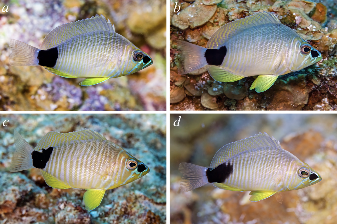 The fish have “electric blue” lines around the snout and onto the body, researchers said.