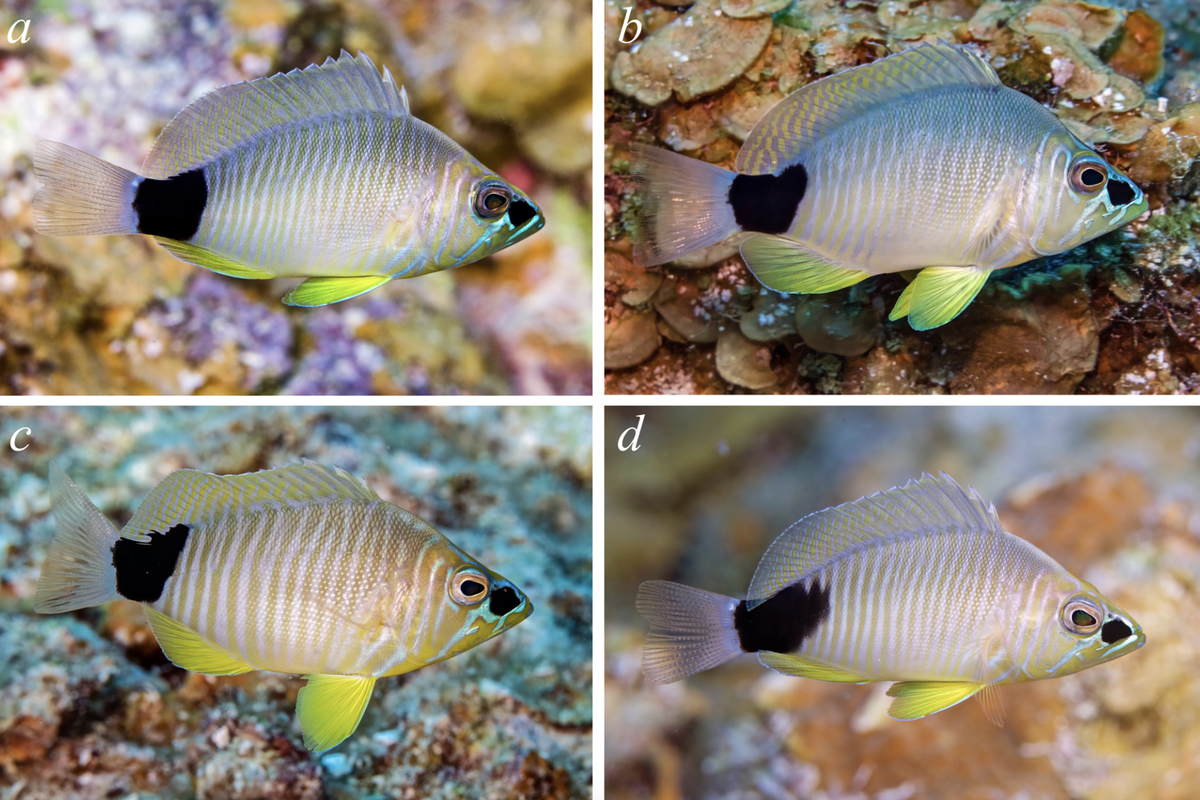 The fish have “electric blue” lines around the snout and onto the body, researchers said.
