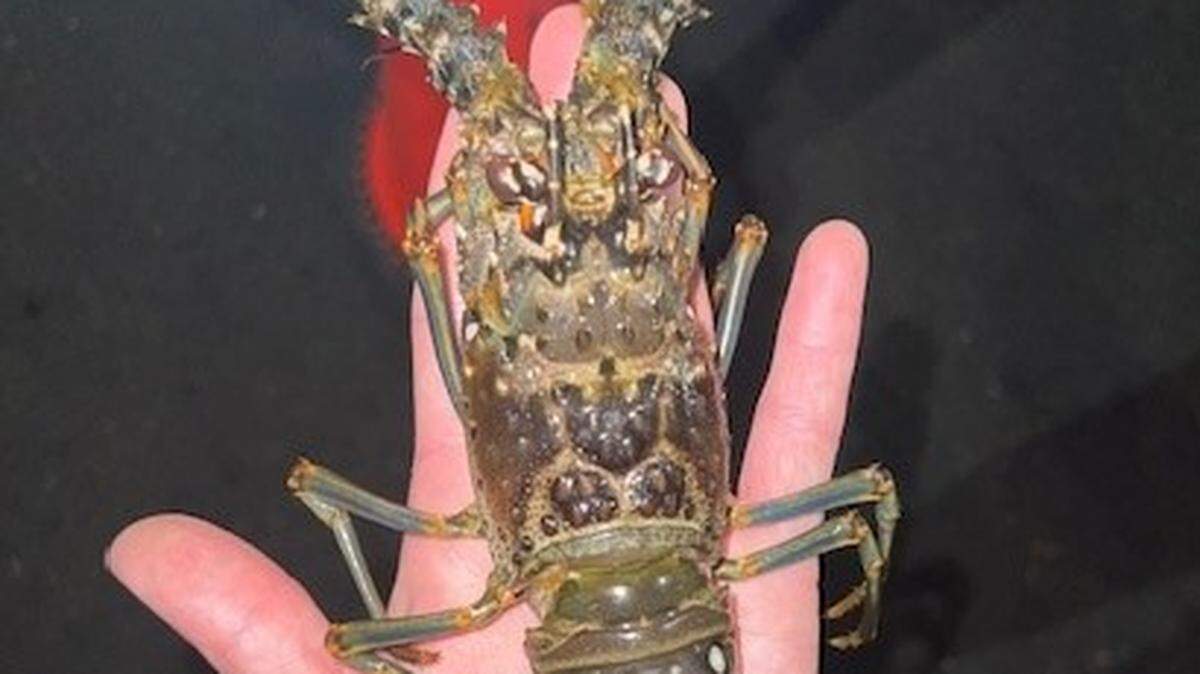 A Florida Fish and Wildlife Conservation Commission police officer holds an undersized spiny lobster caught in the Florida Keys Sunday, Oct. 17, 2022.