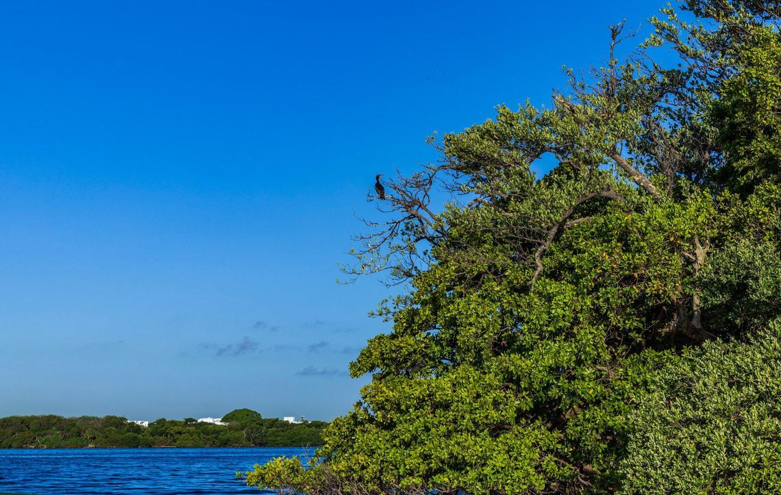 A Cormorant seen around the Bird Key, a private island on Biscayne Bay that is now for sale as environmentalists are upset, because developers could build on the island, displacing all the birds, on Thursday, May 23, 2024.