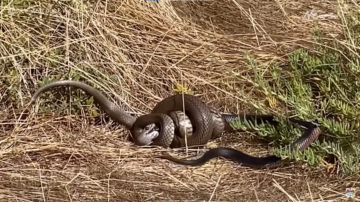 A couple walking in the Onkaparinga River Recreation Park spotted a brown snake attacking a red belly snake in a vicious fight, video shows.