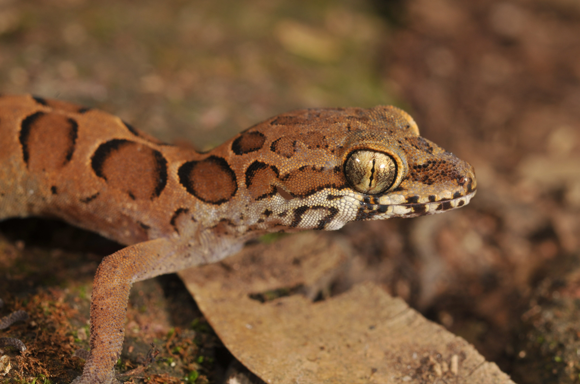A close up photo of the Coastal Kerala gecko.