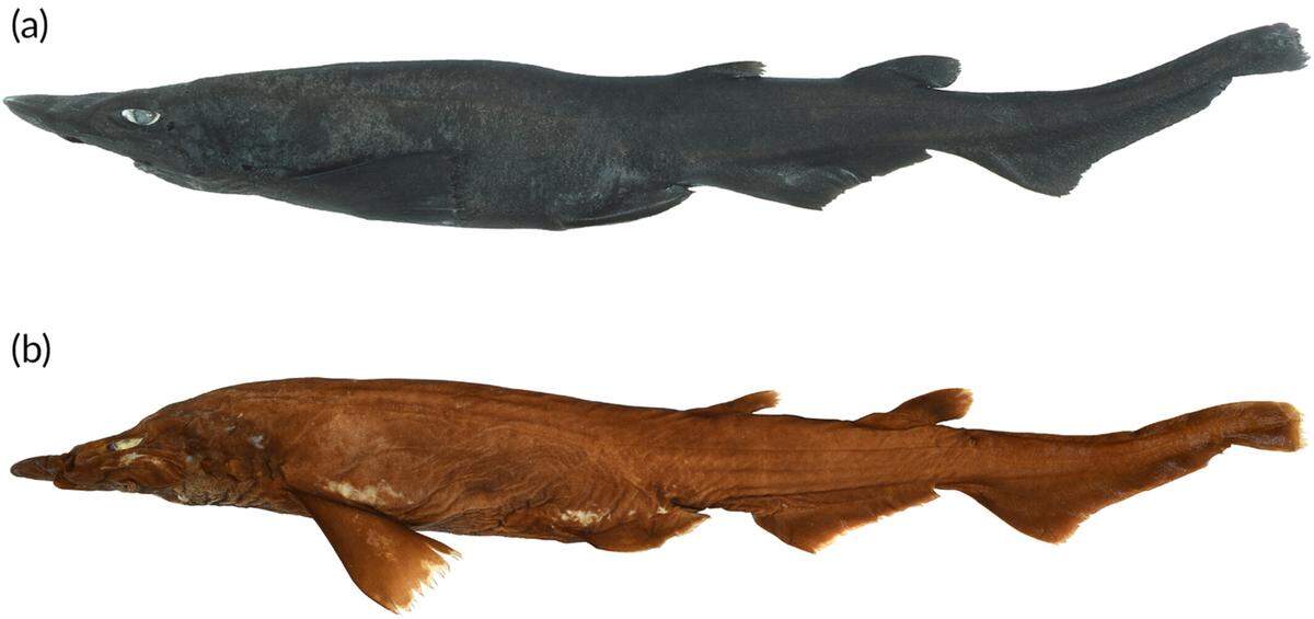 A fresh Apristurus ovicorrugatus specimen (top) compared to a preserved specimen.