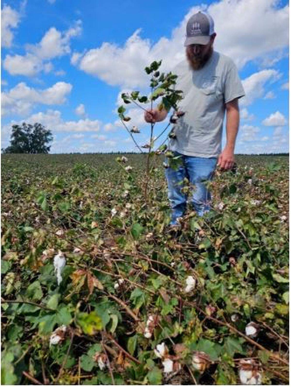 As a partner in his dad’s operation, Clay Fulford has seen hurricanes, floods and droughts sweep across the family’s fields. Here, he holds a cotton stem snapped by Hurricane Helene last fall.
