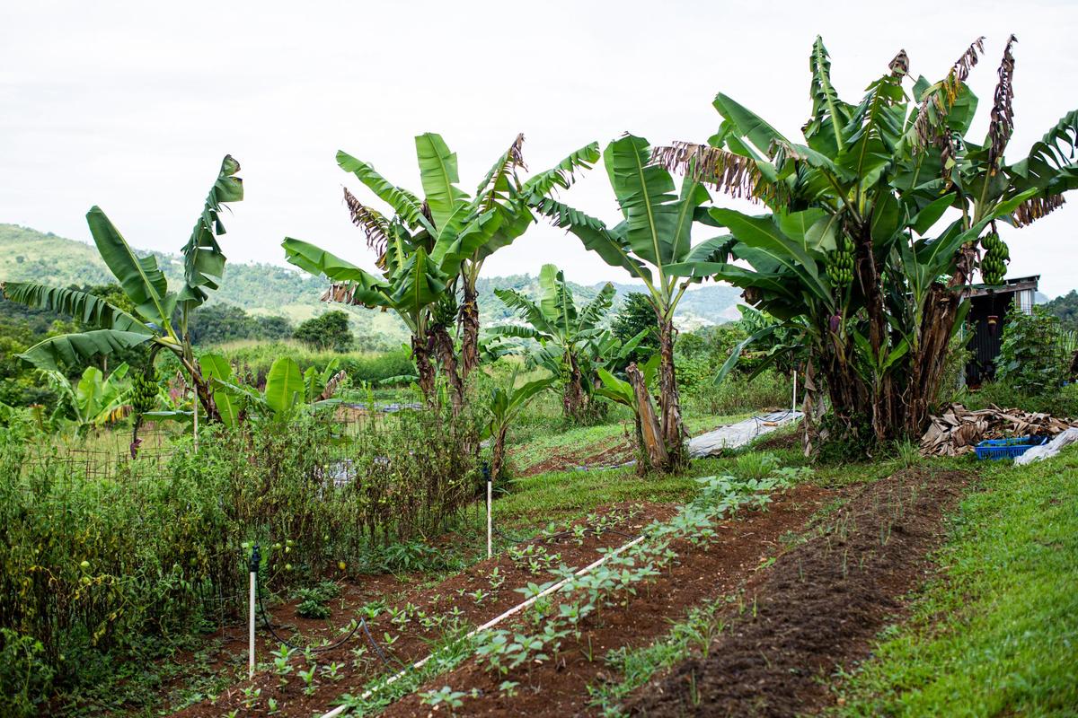 Food is grown at the Armonia en la Montañ farm in Aibonito, Puerto Rico, on September 15, 2021. The farm is an agroecology non-profit project that distributes the food produced to other non-profits in the area with direct community impact at no cost.