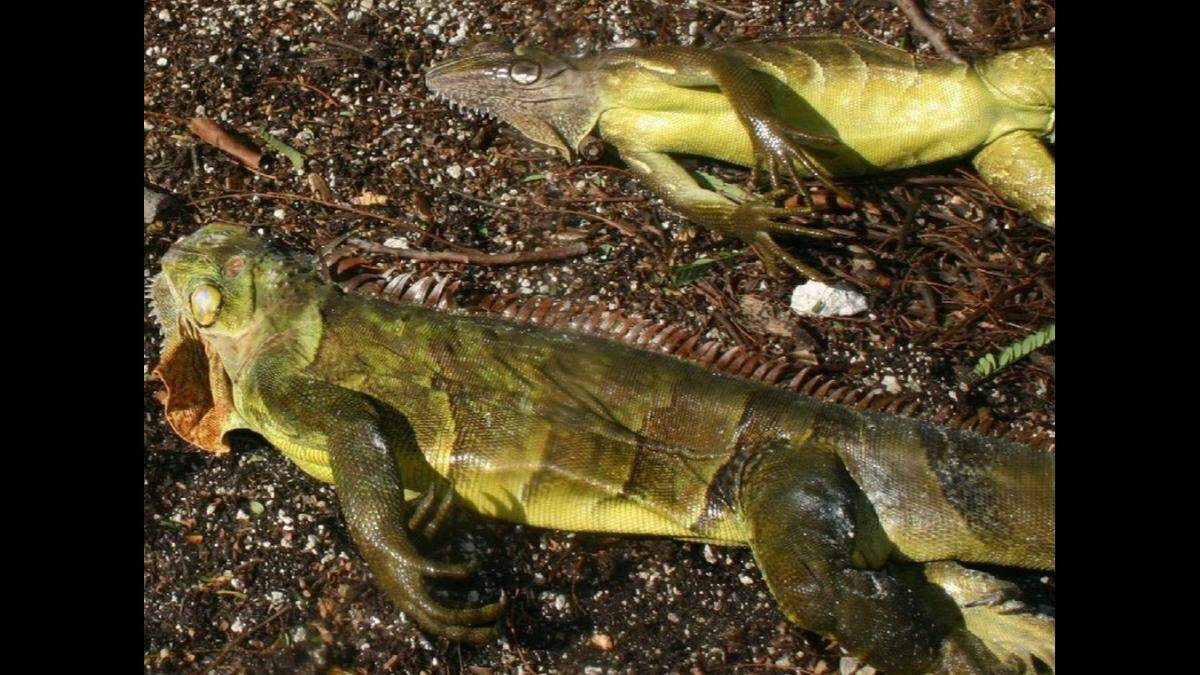 Cold-stunned iguanas&nbsp;should be driven to the drop-off sites quickly because their cold-stunned state can wear off once they get warm.