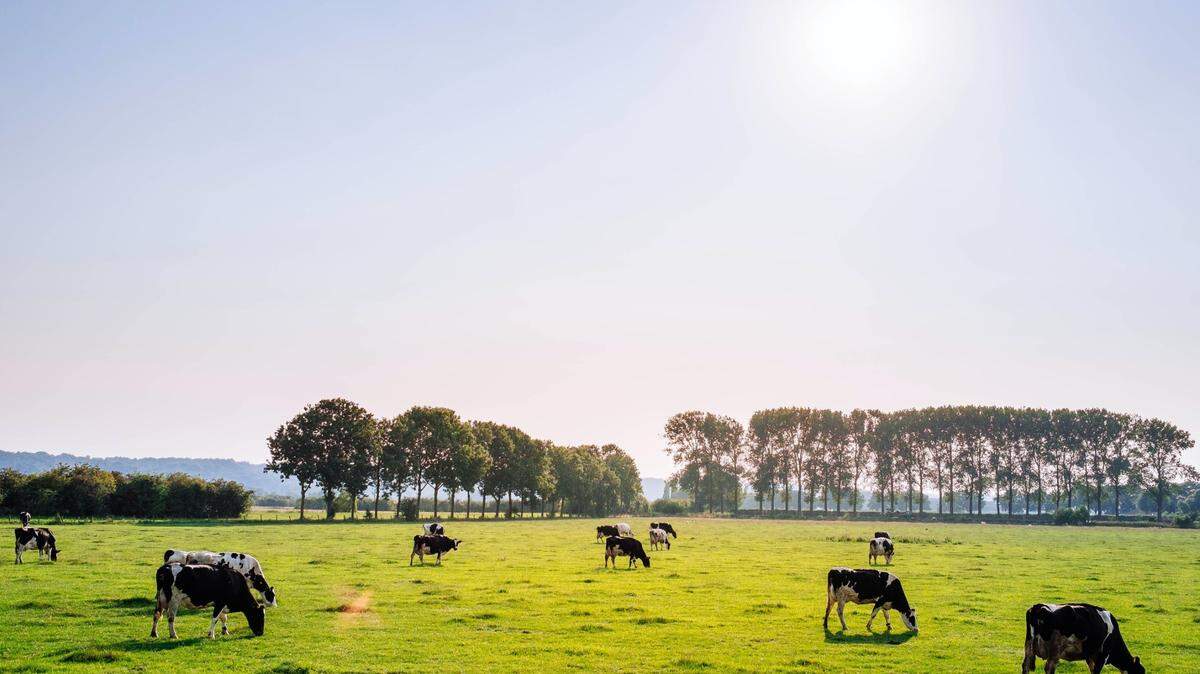 Happy, not pictured in this photo, will stay at the farm as a pet, the farm owners told 9 News.