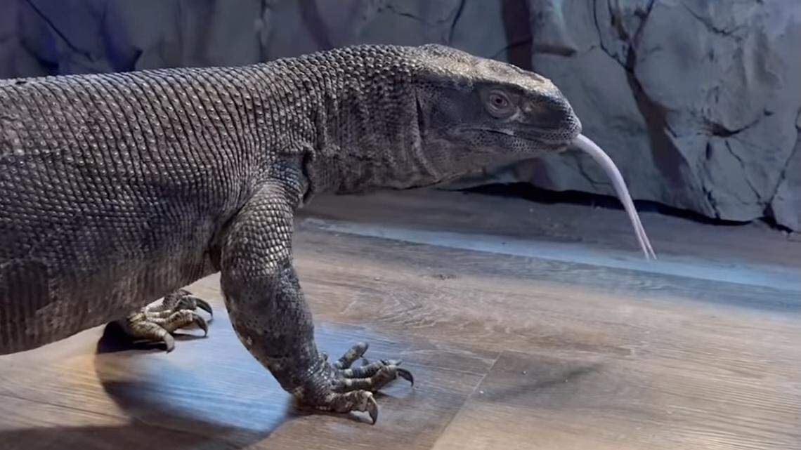 Meet Big Al Giant Lizard Winning Hearts in South Dakota