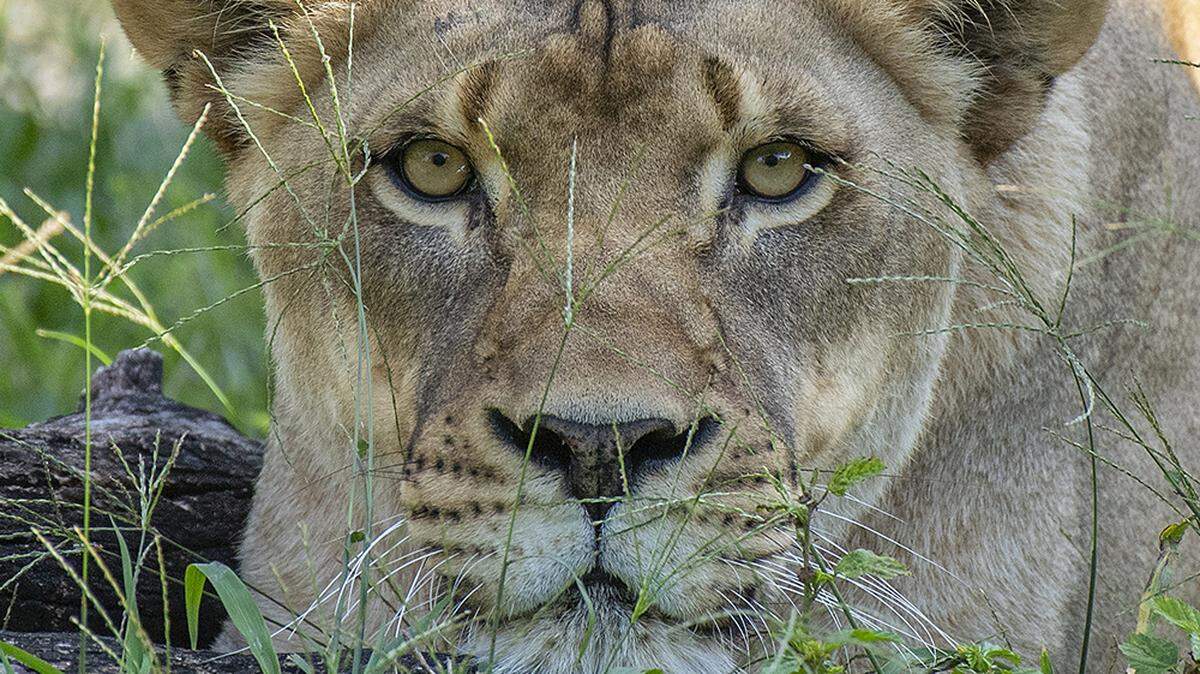 Zoo Mimai lioness Kashif died March 22, 2021.