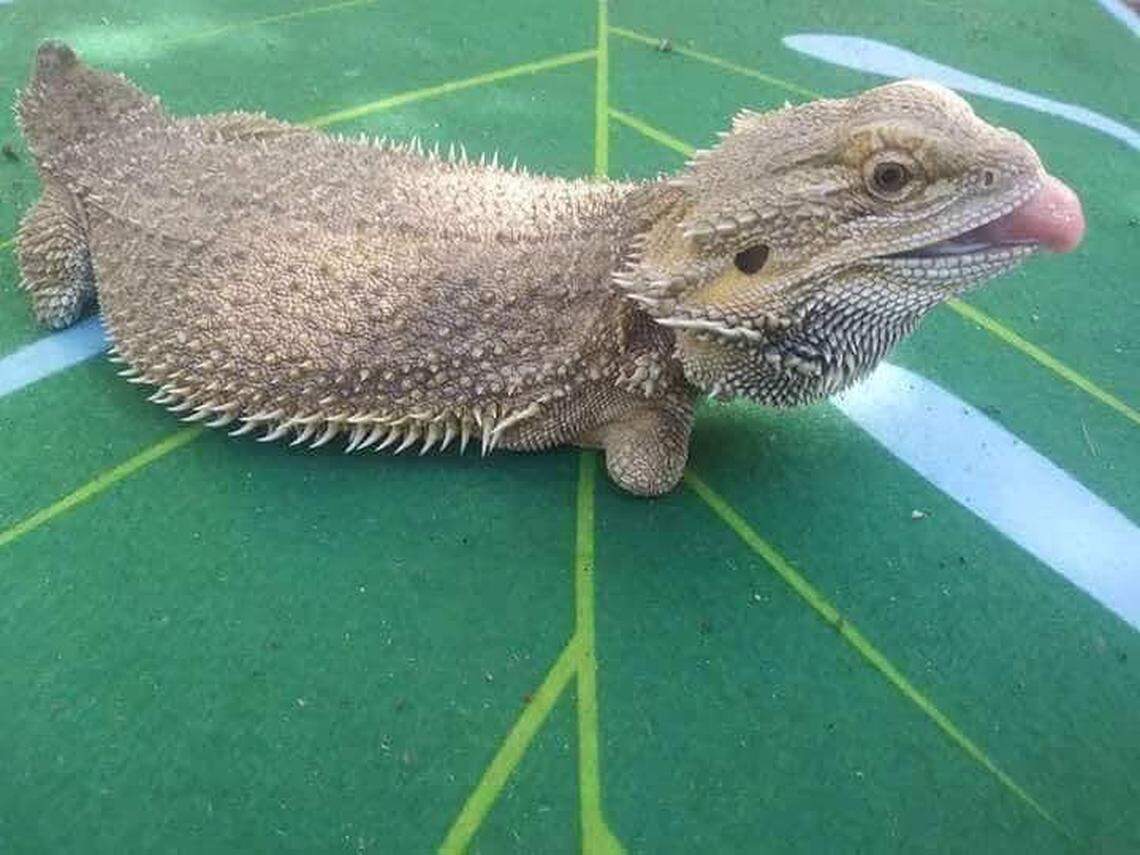 Rollie Pollie, a bearded dragon.