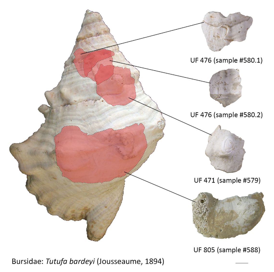 A graphic showing the shell that Masāfī 5 fragments broke off of.