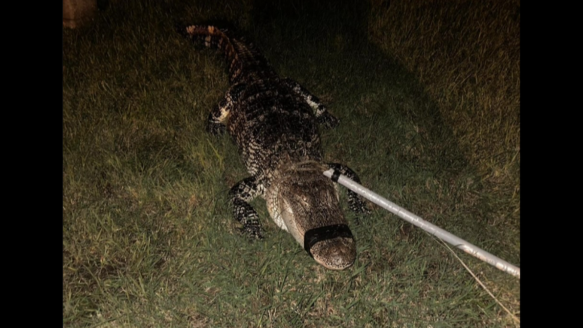This 8-foot alligator showed up at a man’s doorstep in Lakeland, Florida, as Hurricane Helene edged closer to the state’s Gulf Coast.