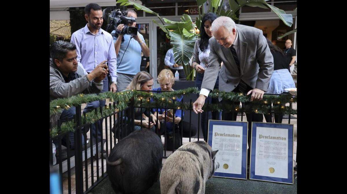 Mayor Carlos Gimenez, right, feeds “Peppa” (black), and “Petra”, the two lucky pigs that he pardoned in the second annual “Pig Pardoning Ceremony” at Latin Cafe 2000 Brickell in Miami, Florida on Monday, December 16, 2019.