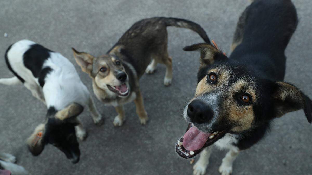 CHORNOBYL, UKRAINE - AUGUST 17: Stray dogs seek a handout of food outside the workers cafeteria at the Chernobyl nuclear power plant on August 17, 2017 near Chornobyl, Ukraine. An estimated 900 stray dogs live in the Chernobyl exclusion zone, many of them likely the descendants of dogs left behind following the mass evacuation of residents in the aftermath of the 1986 nuclear disaster at Chernobyl. Volunteers, including veterinarians and radiation experts from around the world, are participating in an initiative called The Dogs of Chernobyl, launched by the non-profit Clean Futures Fund. Participants capture the dogs, study their radiation exposure, vaccinate them against parasites and diseases including rabies, tag the dogs and release them again into the exclusion zone. Some dogs are also being outfitted with special collars equipped with radiation sensors and GPS receivers in order to map radiation levels across the zone. (Photo by Sean Gallup/Getty Images)